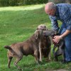 hundetreffen 03.09.2016 566